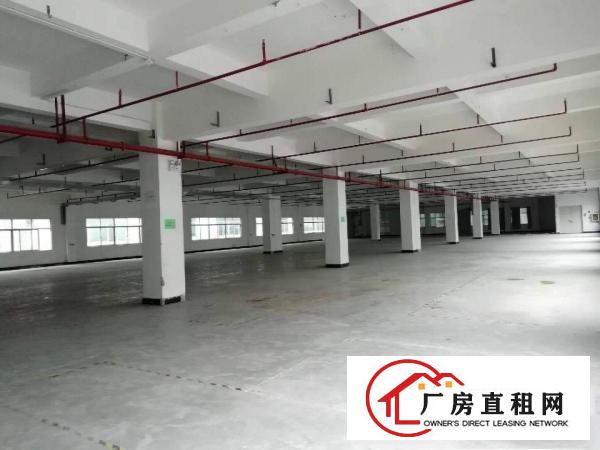  石排全新独院5000平方米重工业厂房招租，可分租
