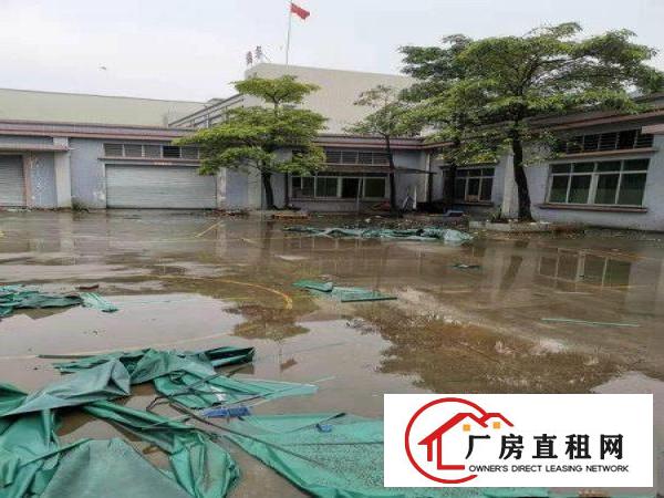  石排独门独院原房东厂房1000平方火爆抢租