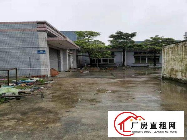  石排独门独院原房东厂房1000平方火爆抢租