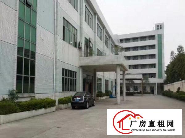  望牛墩独院标准厂房楼上分租500-3000平方现成线路到门口