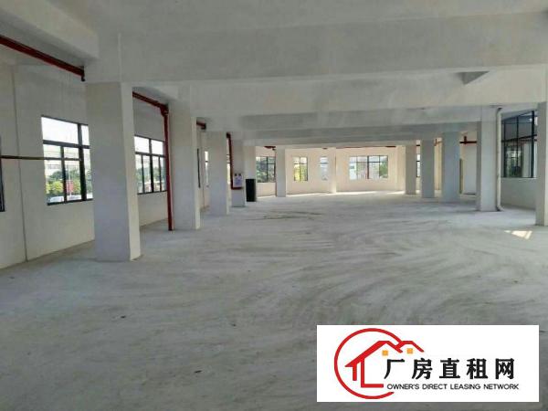  望牛墩一楼厂房出租5001500平方出租