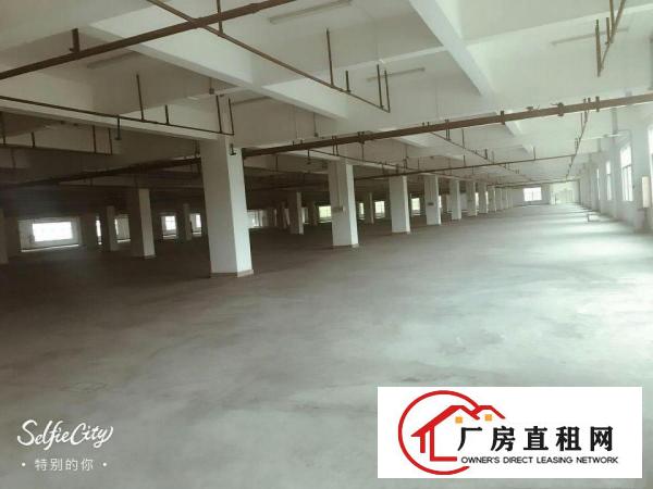  望牛墩标准一楼厂房800或1000㎡出租配套齐全业区环境好，