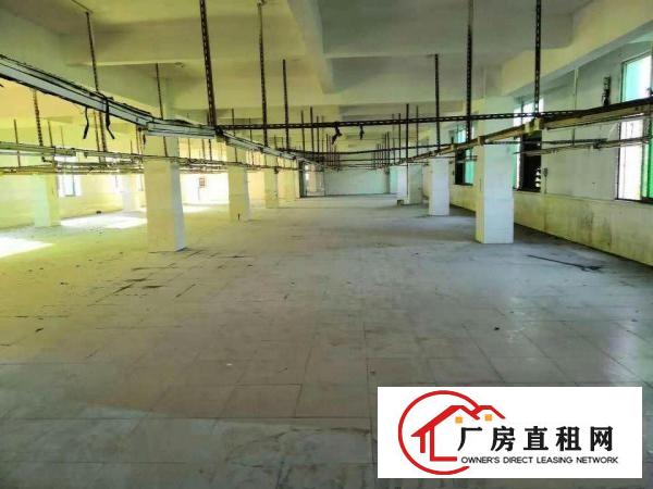  望牛墩标准厂房分租一楼1000平方米出租花园式厂房八成新，
