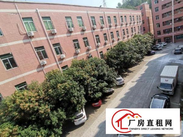  龙岗区园山大康精装修16元，有电梯