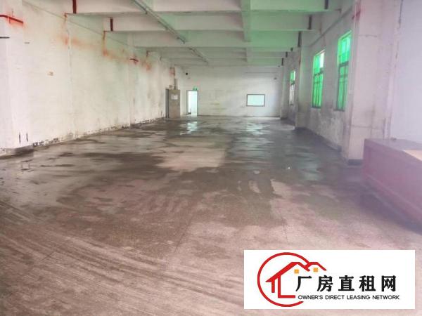  红棉路四联一楼标准厂房1000平方出租.可分租