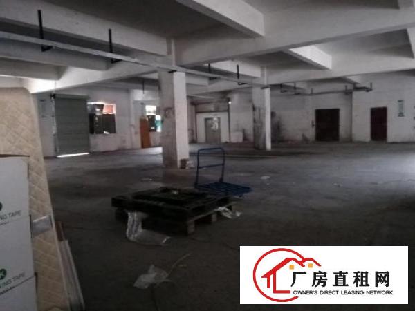  平湖标准厂房一楼实际面积400平一手房东无公摊