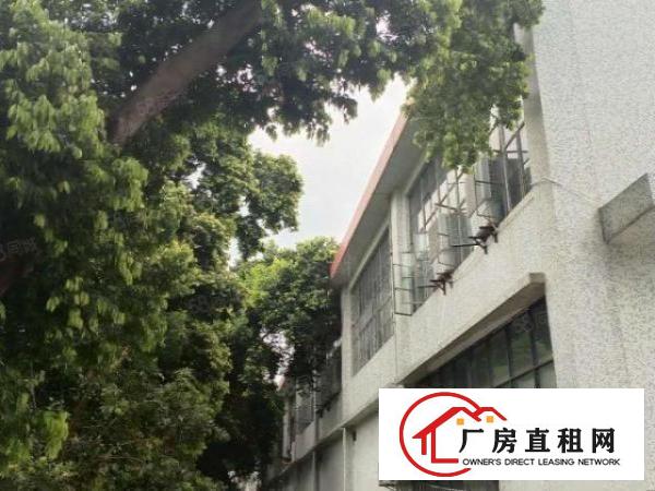  华南城附近厂房一楼2500平方带500平方冻库