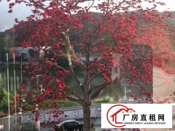  NL布吉南岭业主多层全新红本办公室出租可注册