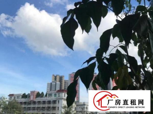  龙岗坪西印刷厂厂房分租500到800平