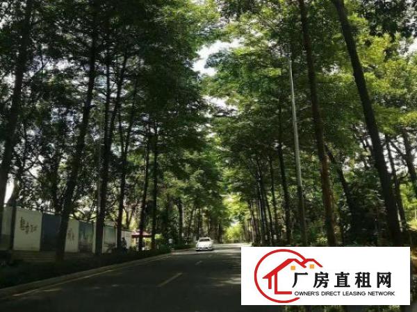  出租龙华区观澜新田原房东厂房1600平