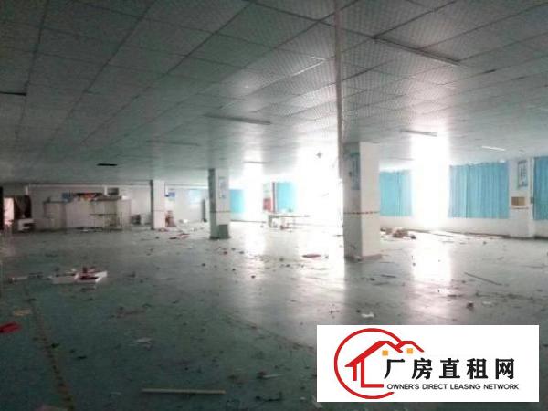  西乡洲石路边上或簕竹角工业区带装修厂房1338平米