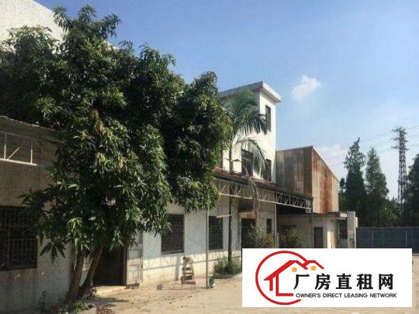  公明楼村单一层钢构800平价低出租，无转让费