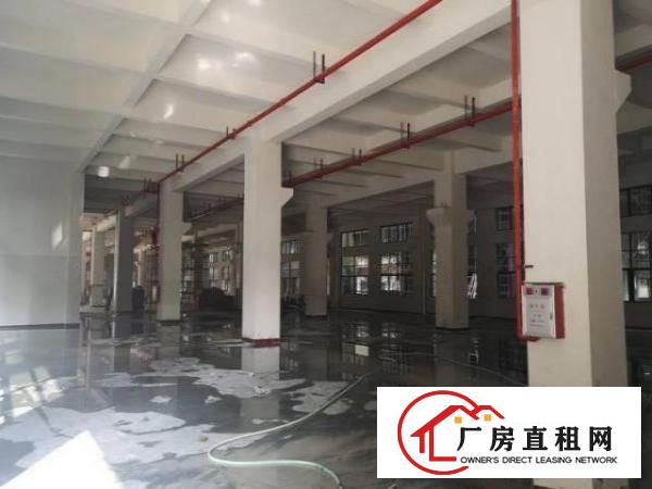  博美新出全新厂房原房东1500平方300起分