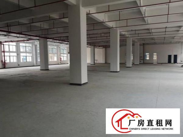  博美新出全新厂房原房东1500平方300起分