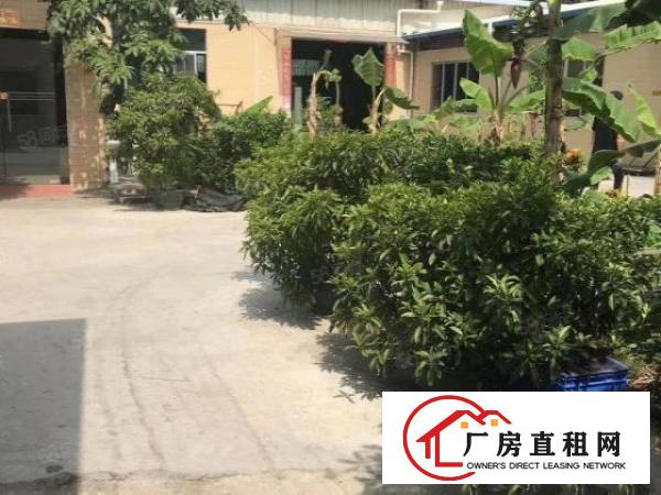  虎门新出独院钢构2500平米带装修原房东厂房