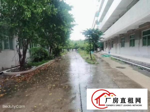  独门独院标准厂房，单一层钢构厂房出租，高度8米
