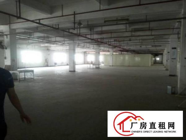  大岭山镇大片美工业区独门独院标准厂房出租