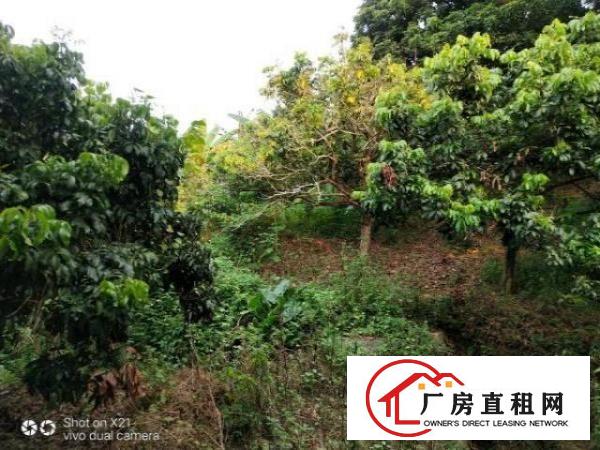  大岭山原房东独院厂房1500平方