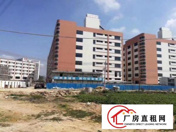  大岭山杨物原房东直租大小面积好分租