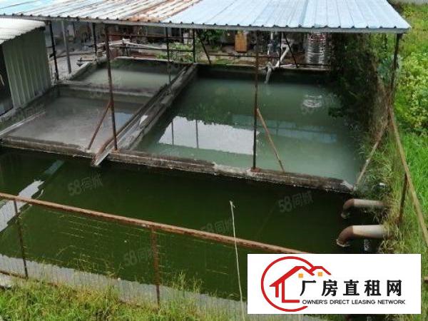  大岭山颜屋村新出独院3500带宿舍800钢构厂房