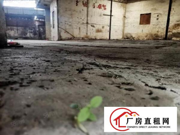  大岭山金桔村空出原房东单一层独门独院400方钢构厂房出租