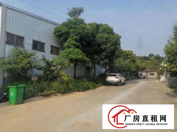  鸡翅岭村原房东单一层实际面积2000平钢构厂房出租滴水8米