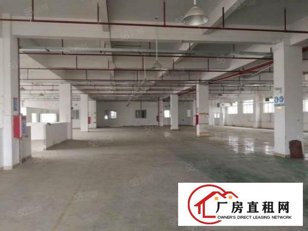  大朗蔡边新空出标准厂房一楼1900平出租空地超大，厂房方正