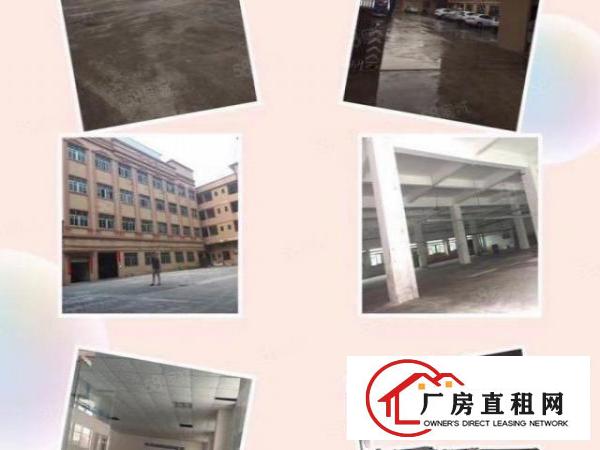  大朗沙步原房东独院工业厂房宿舍共六千平米出租
