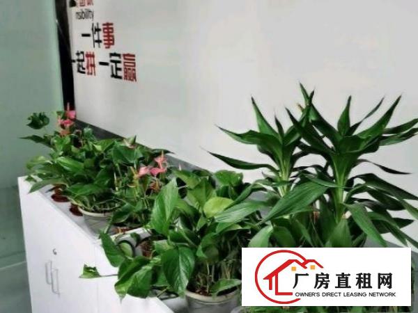  黄江600平方精装修厂房转租，