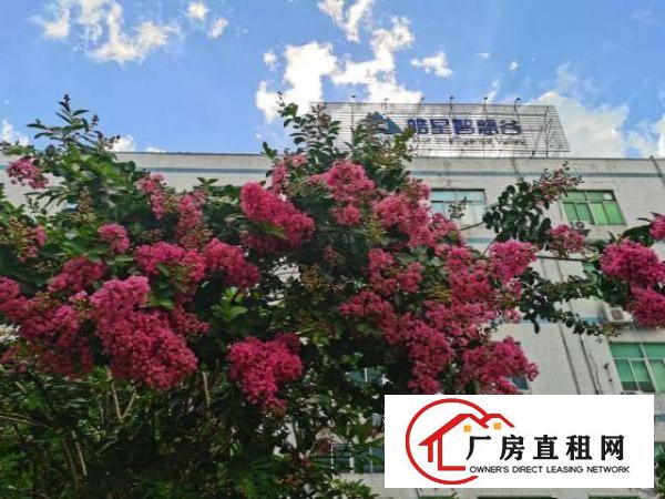  出租塘厦镇大坪高速口旁原房东中介勿扰