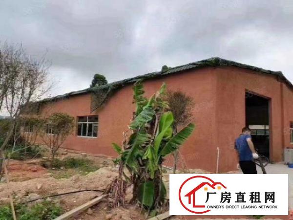  林村房东自建小独院钢构厂房500平方。整租送大空地