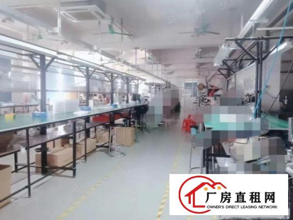  塘厦石鼓原房东厂房1200平方，现成豪华装修，租金13