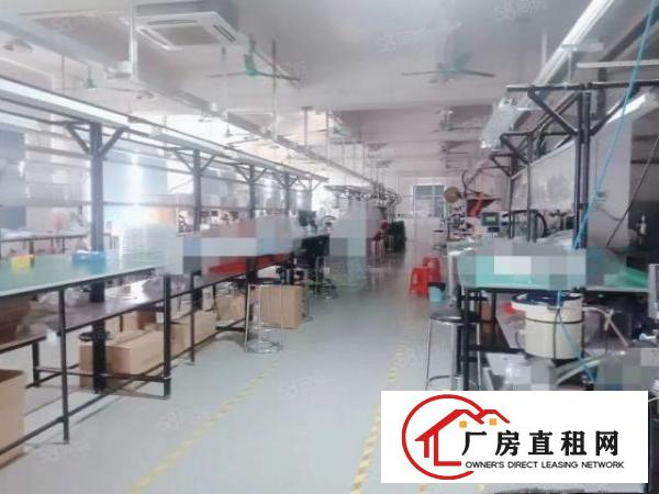  塘厦石鼓原房东厂房1200平方，现成豪华装修，租金13