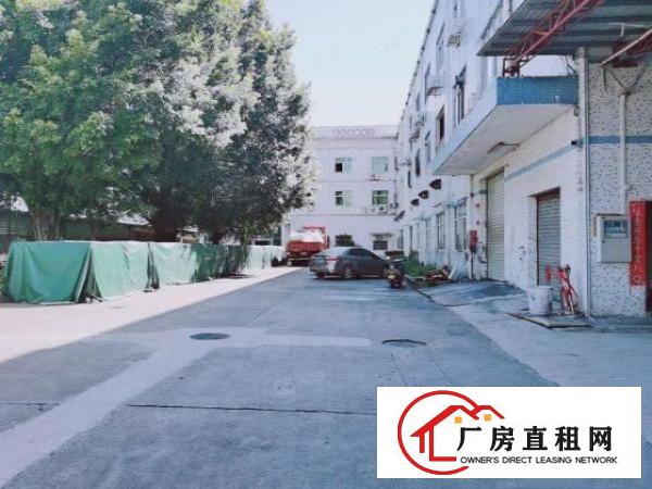  原房东实际面积出租！塘厦清湖头1500平！标准一楼厂房带牛角