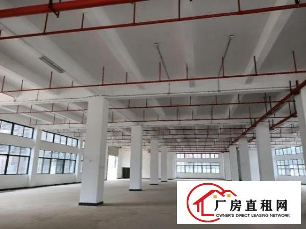 凤岗金凤凰整层面积5500平米适合电子包材电商仓库