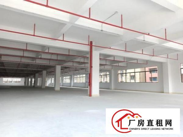  凤岗金凤凰整层面积5500平米适合电子包材电商仓库