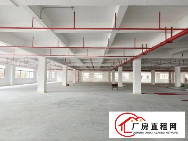  凤岗金凤凰楼上全新消防喷淋厂房出租2250平