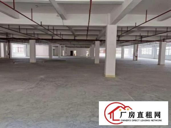  凤岗金凤凰楼上全新消防喷淋厂房出租2250平