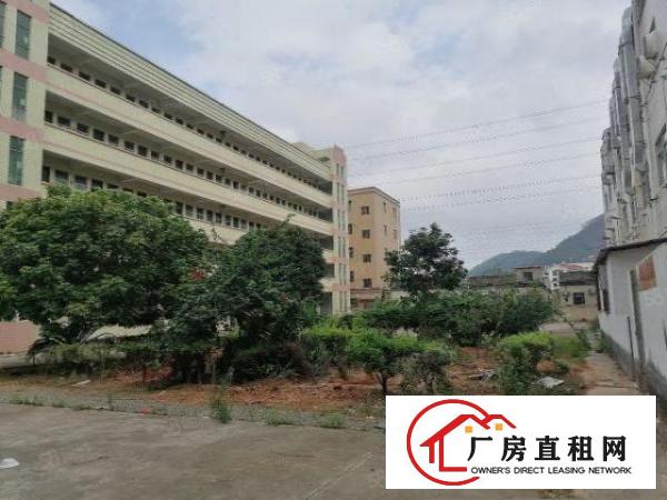  桥头大洲新出原房东标准独院厂房5500平方带现成装修