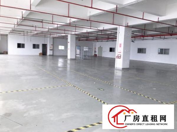  石排原房东独院标准独院厂房分租1楼2200平方，工业用地