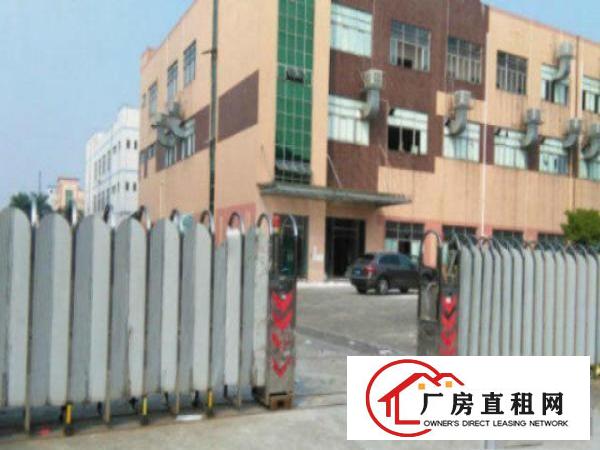  望牛墩标准厂房楼上楼2000平方出租适合做电子加工贸易仓储等