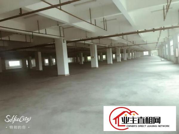  望牛墩标准一楼厂房800或1000㎡出租配套齐全业区环境好，