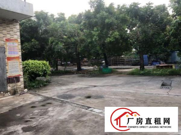  望牛墩已空出，总面积6000平方厂房出租，加精装修办公室