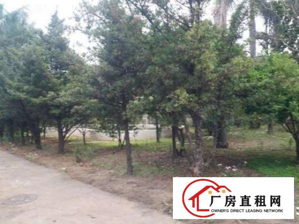  望牛墩原房东花园式单一层独院厂房招租。