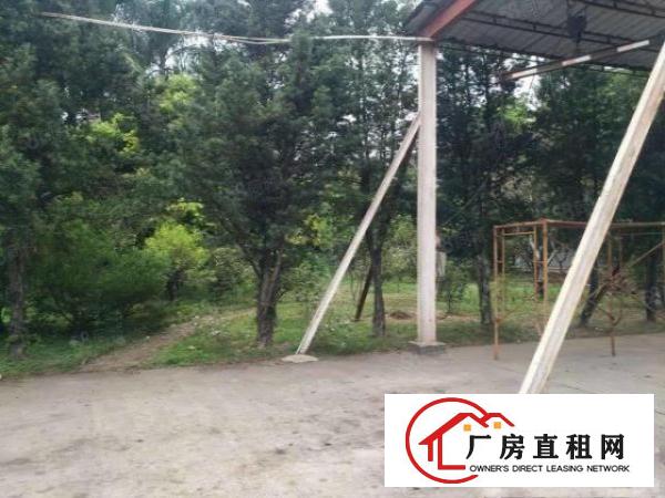  望牛墩原房东花园式单一层独院厂房招租。