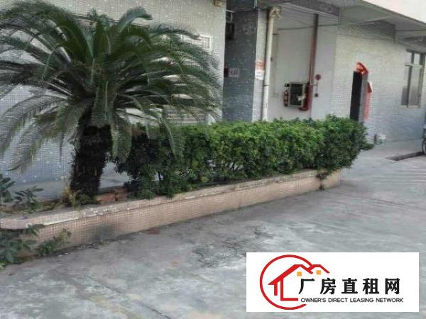  新出道滘原房东厂房800（急租）